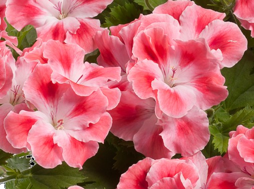 Pelargonie